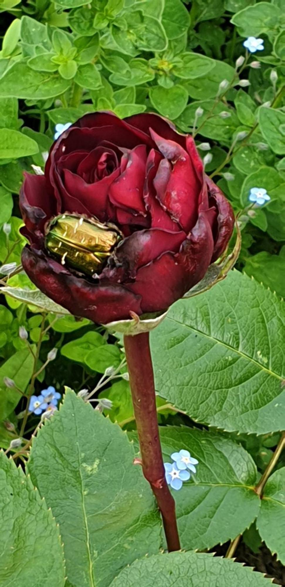 Bever Rosario B&B 외부 사진